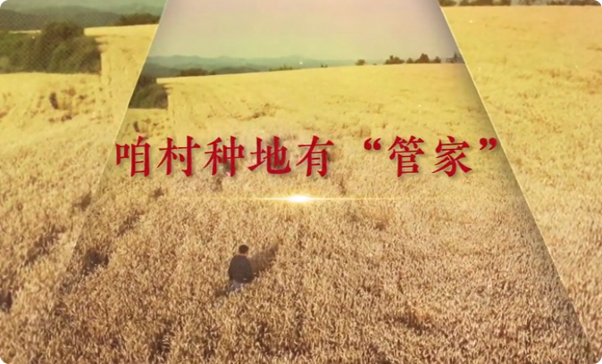 咱村种地有“管家”