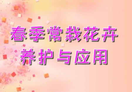春季常栽花卉养护与应用11