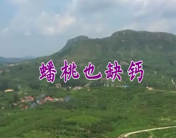 蟠桃也缺钙5