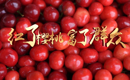 红了樱桃 富了群众9