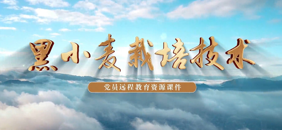 黑小麦栽培技术7