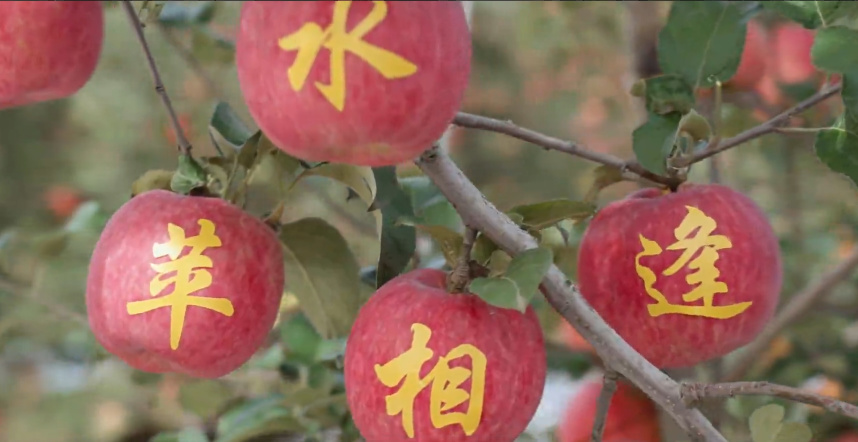 “苹水”相逢 养身滋味11
