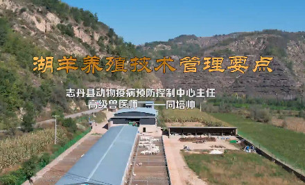 湖羊养殖管理技术管理要点12