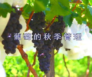 葡萄秋季管理6