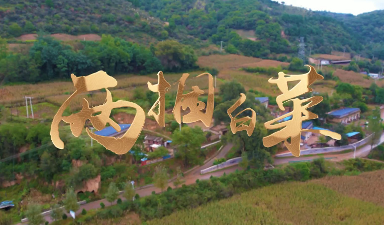 两捆白菜4