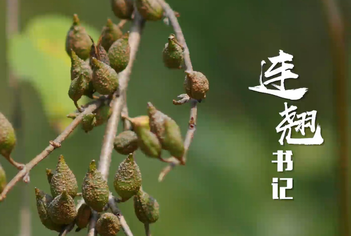 连翘书记4