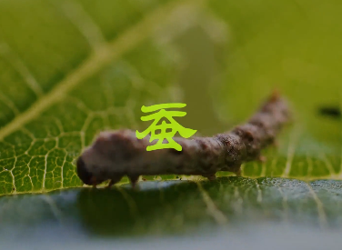 蚕1