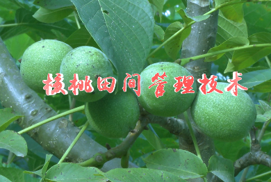 核桃田间管理技术8