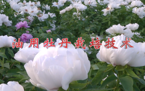 油用牡丹栽培技术8