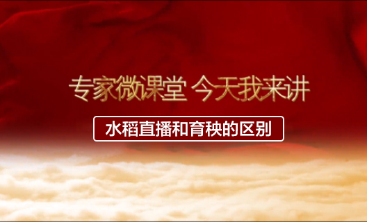 水稻直播和育秧的区别10