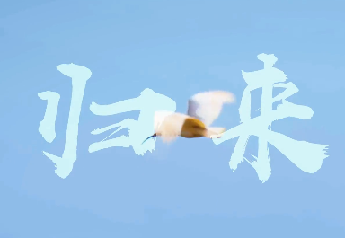 归来