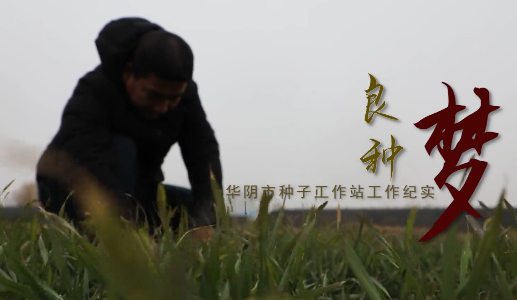 良种梦
