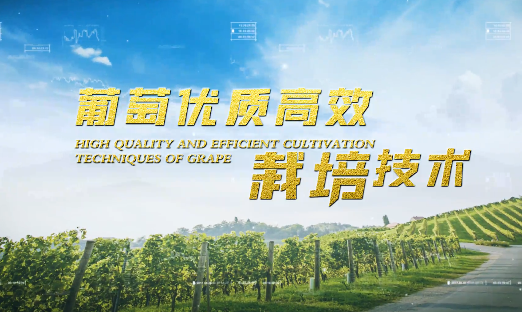 葡萄优质高效栽培技术