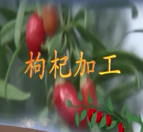 枸杞加工4