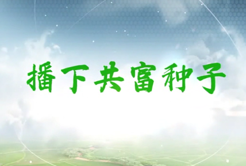 播下共富种子6